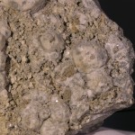 Analcime crystals fine mineral specimen -001